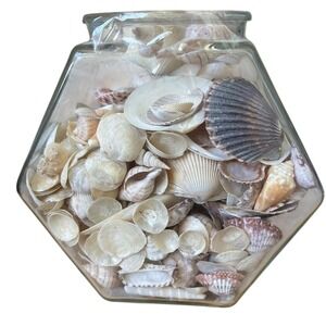 Glass Hexagon Fish Bowl filled with Coastal Sea Shell Collection Beach Decor 8"